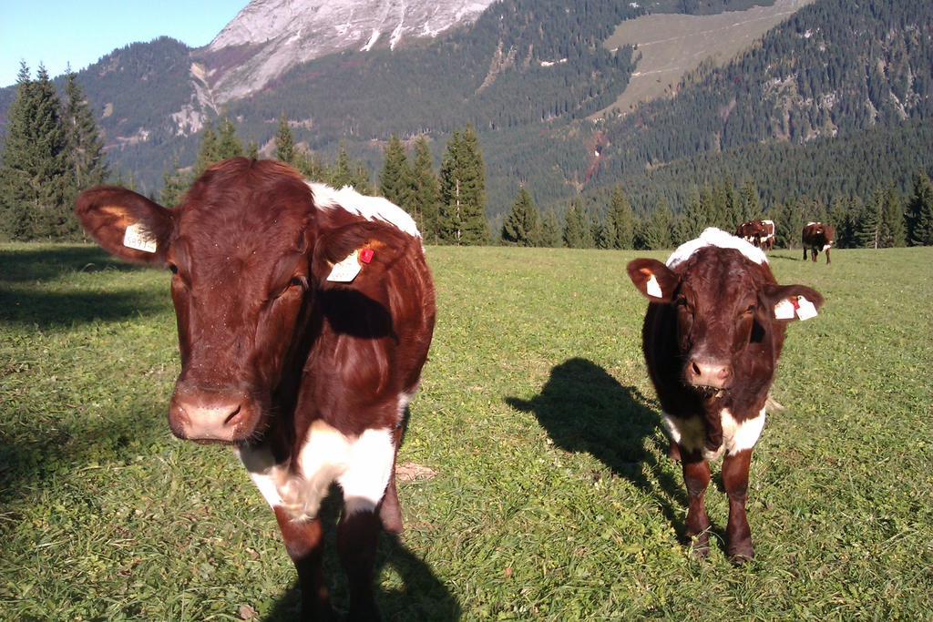 Payrhof Hotell Annaberg im Lammertal Exteriör bild